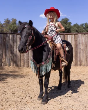 horses for sale