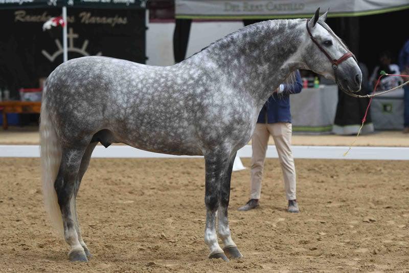 horses for sale