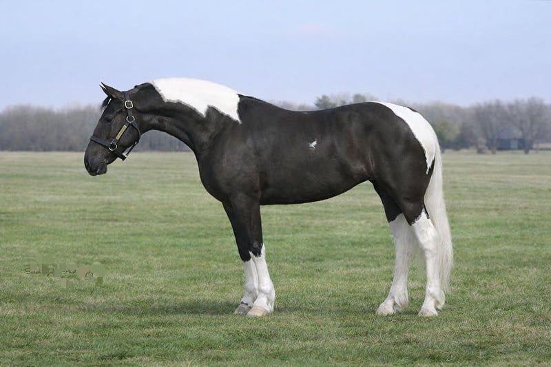 HORSES FOR SALE