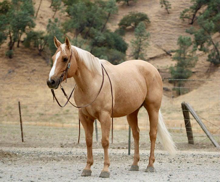 horses for sale