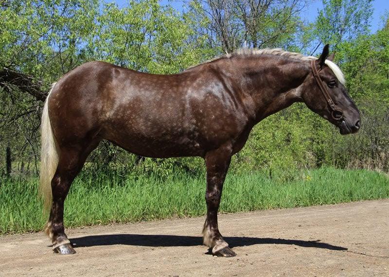 HORSES FOR SALE