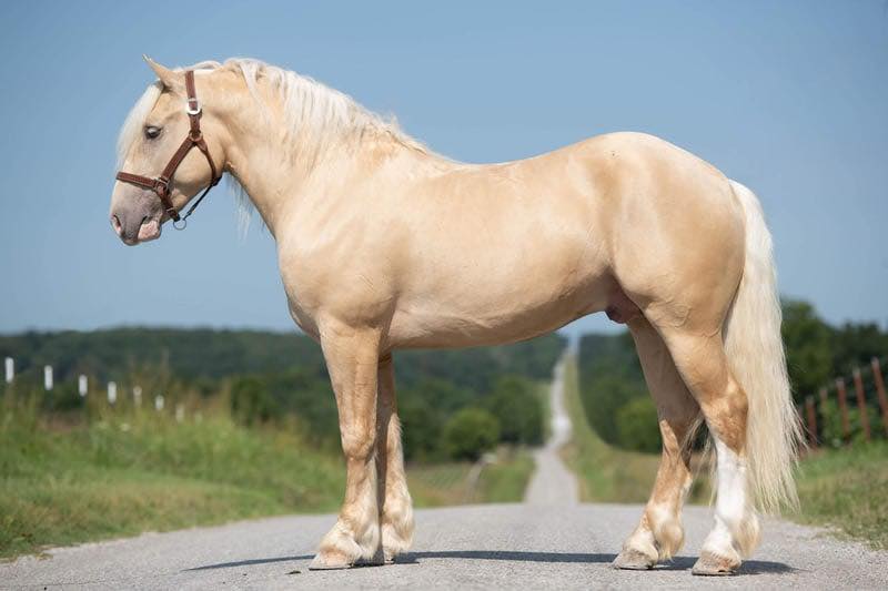 HORSES FOR SALE