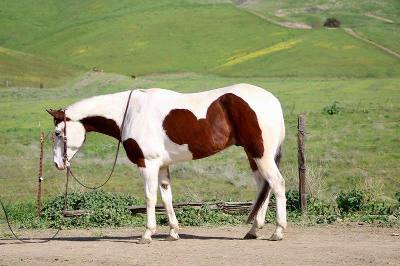horses for sale