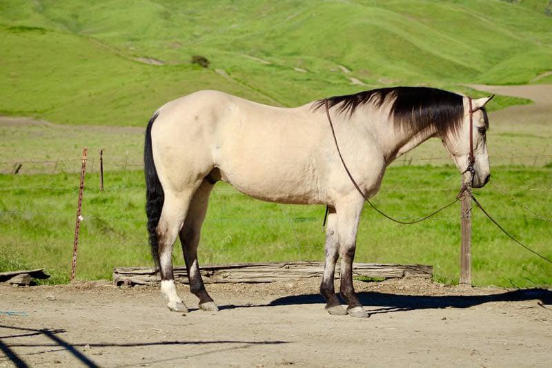 horses for sale