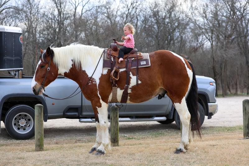 horses for sale