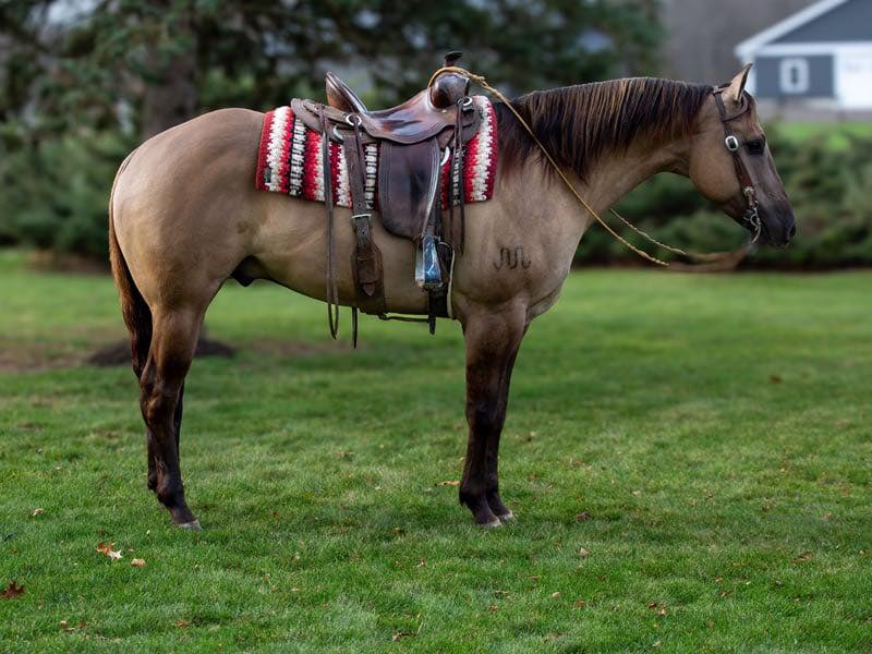 HORSES FOR SALE